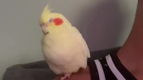 Cockatiel Likes To Sleep Everywhere