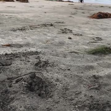 Guys play fighting with one another at beach