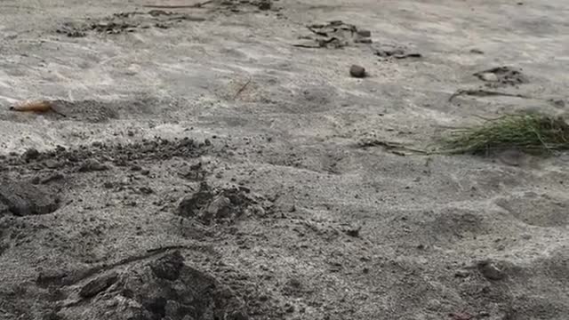 Guys play fighting with one another at beach