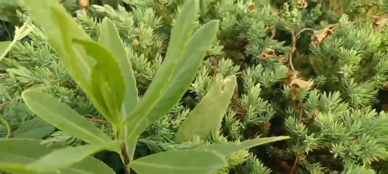 Mix and match of various plants, different beauty