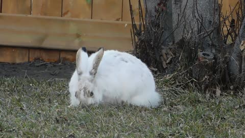 A rabbit is having a good time.