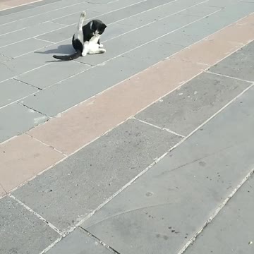 watch the cat play with me