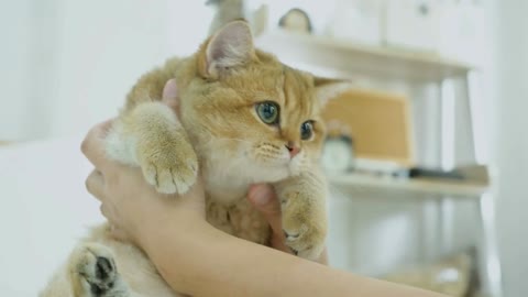 Cat owner playing with her tabby kitten