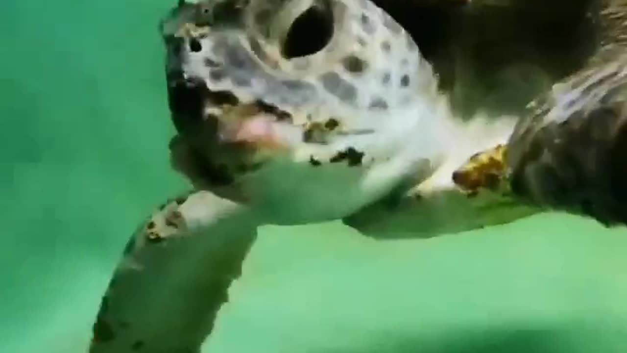 Turtles RESCUED from BARNACLES