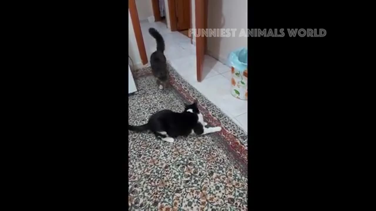 Funny pets