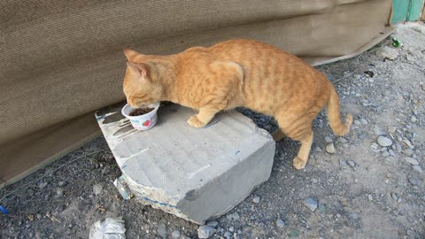 Homeless cat in Ras Al Khaimah, UAE: ED SHEERAN #cat #cats #EdSheeran #emirates #pet #ae #UAE #pets