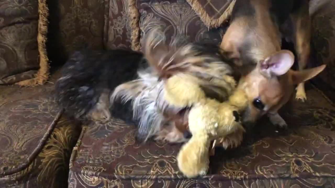 Yorkie VS Chihuahua