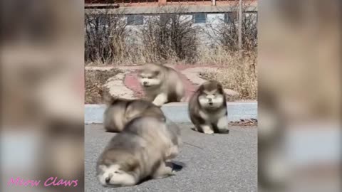 cute dogs doing cute things