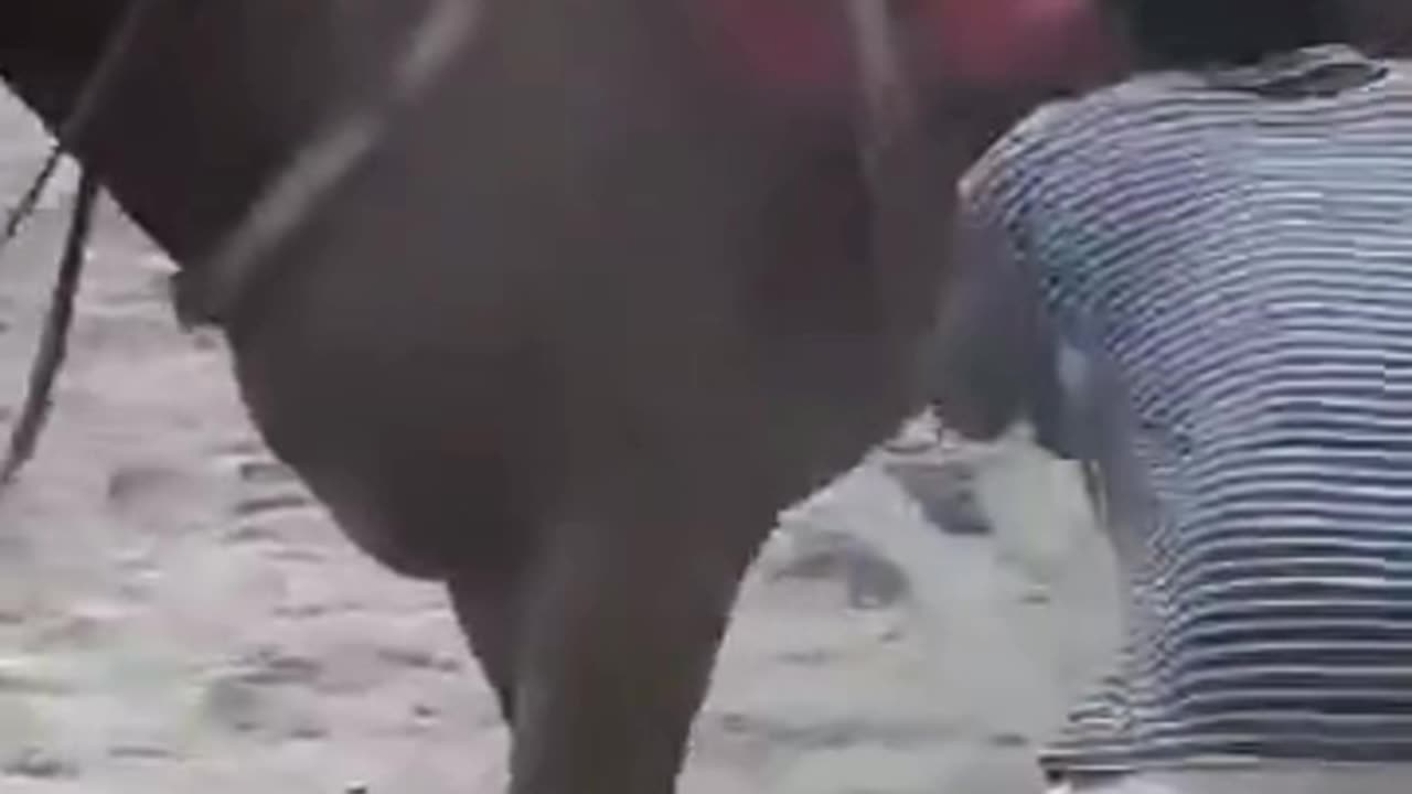 An accident in a horse race broke both legs of the horses