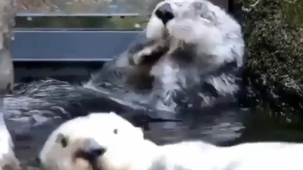 SHAMPOOING OTTER!!! SO CUTE 🦦 💕