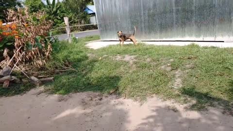 wow! Nice Prank! Fake Tiger Prank Dog Run Funny Action