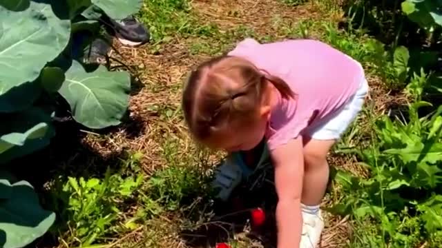 It's Strawberry Picking Season