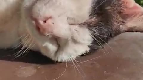 cat funny video