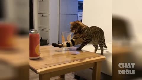 Funny Cat Compilation #shorts