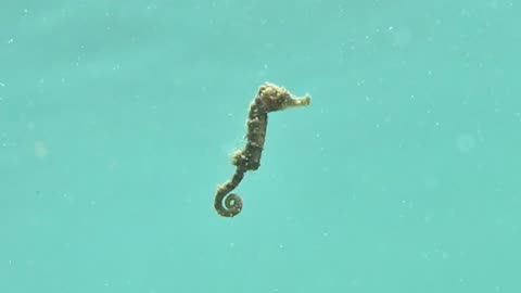 Why Seahorses are Most underrated Sea Creatures