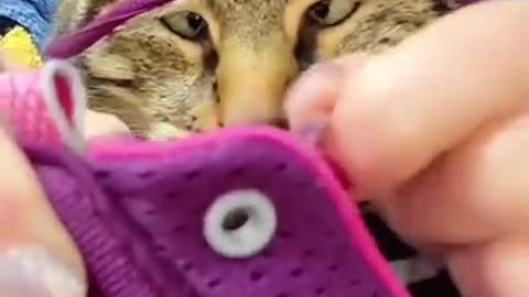 Funny Cat Video #shorts #cat