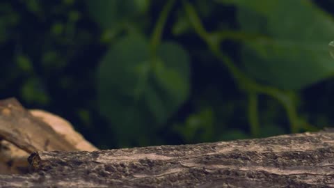 flycatcher quickly flying down