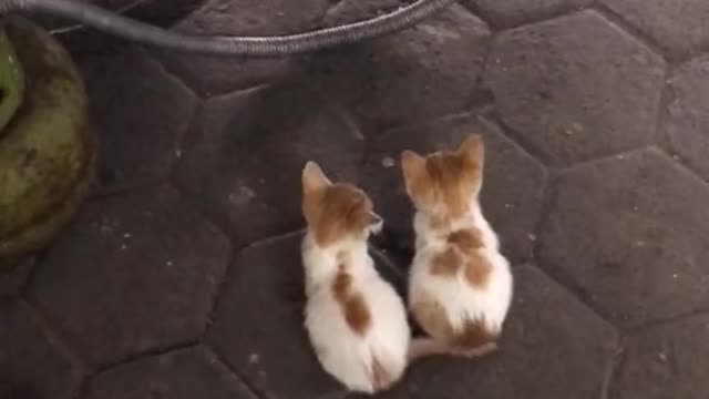cute_animals #cute_animal_videos #cute_baby_animals #cute_pets #cute_videos #funny_animals