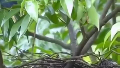 Beautiful birds feeding baby 74