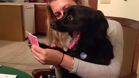 WORLD BEST FUNNIEST🤣 Dog vs men 🤣 funny video> Don't Try Laughing 🤣 clips