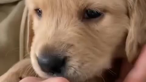 i like to lick