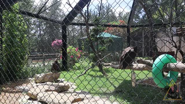 Being in My Element | Random Animal Thoughts Ep1