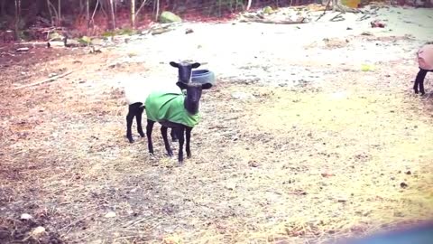 Funny Goats Screaming like Humans