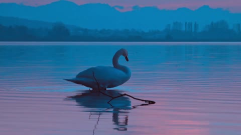 The Swan, the Beautiful Swan
