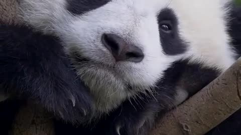 Go to sleep little panda🐾❤️ so awesome video |