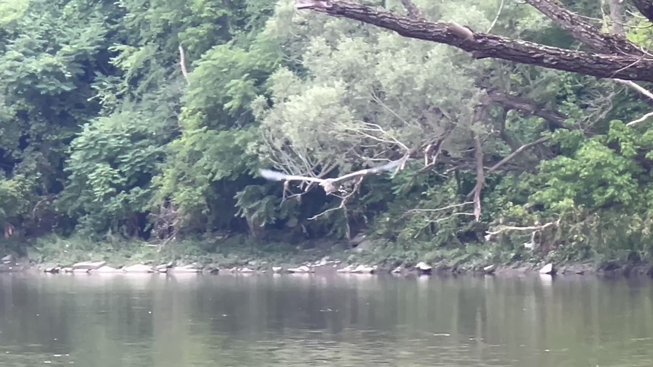 Hawks and Great Blue Herons on the Humber River