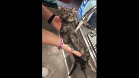 Gif video of washing the cat