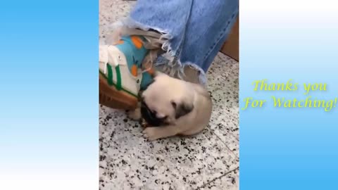 Cute Pets And Funny Animals Compilation beautiful