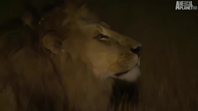 Lions vs Wild Buffaloes - Animal Documentary