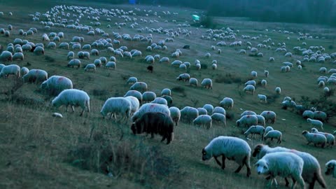 Flock of sheep eating together.