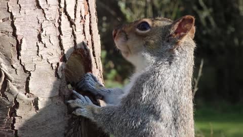 The squirrel gnawed a hole in the tree