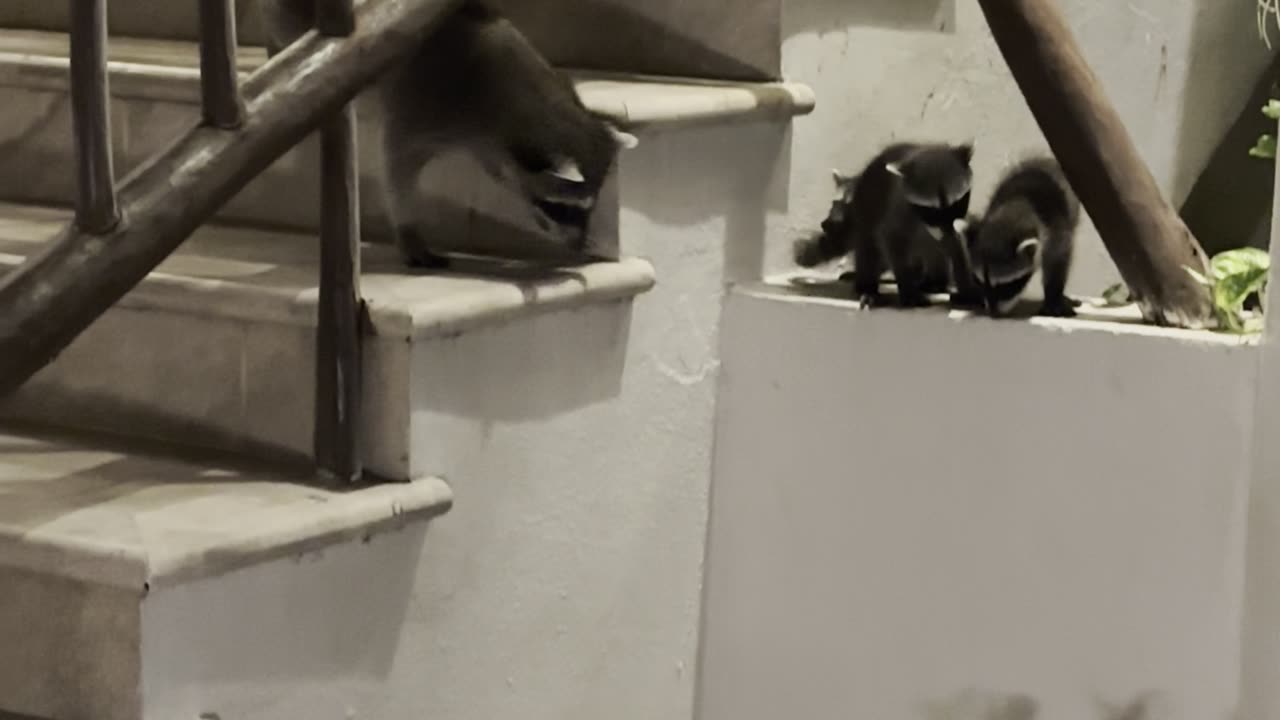 Baby Raccoons Fall Flat