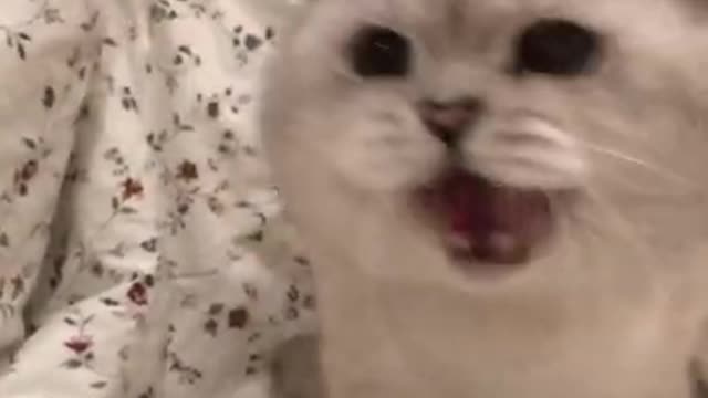 beautiful Cat is meowing and shaking head #shorts