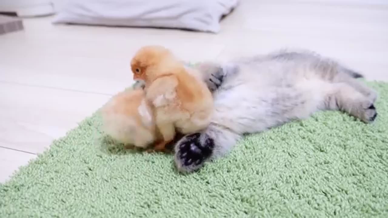 Looking back on how kitten Kiki met tiny chicks for the first time