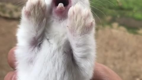 cute screaming rabbit