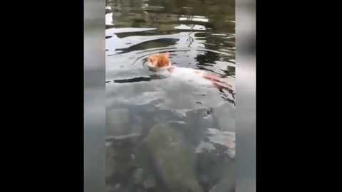 Funny Cat Videos Compilation