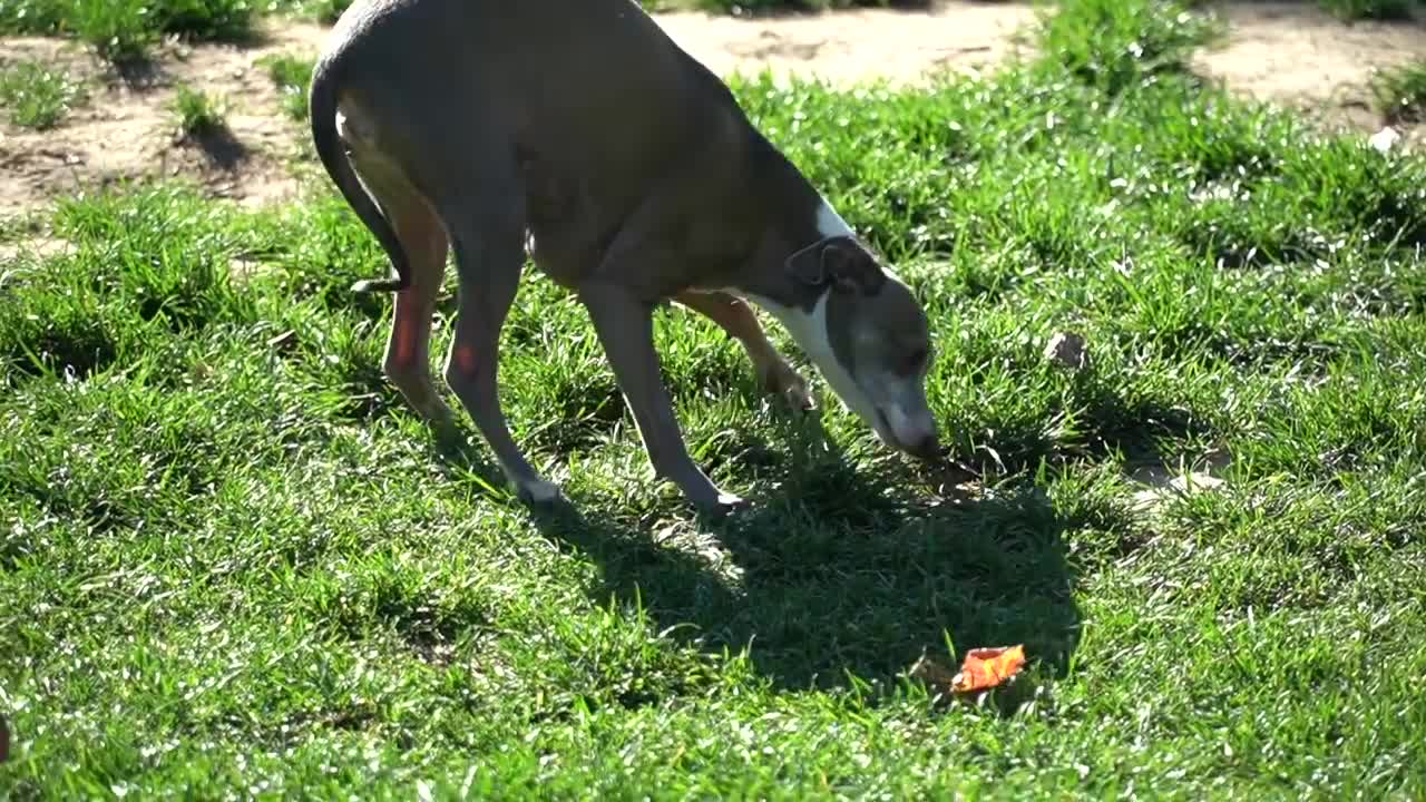 Funny Dog filmed crying and being nasty for 24 hours