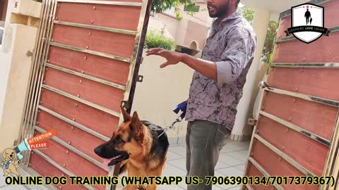 German shepherd Aggression Control- 6th Day Dog Training: Important Door