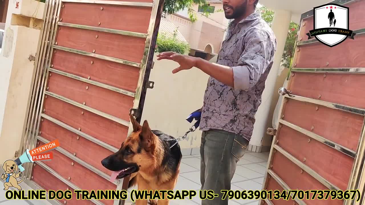 German shepherd Aggression Control- 6th Day Dog Training: Important Door