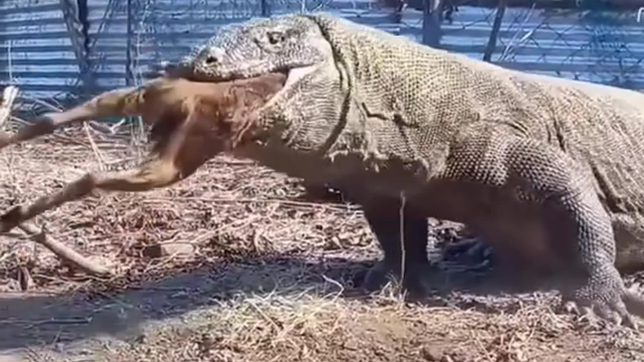 Komodo Dragon vs Goat!