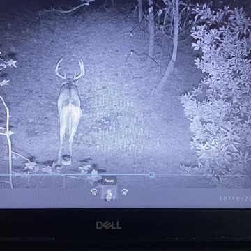 2021-2022 target buck