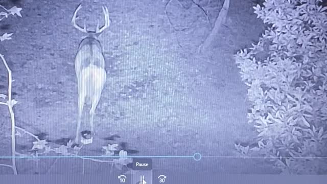 2021-2022 target buck