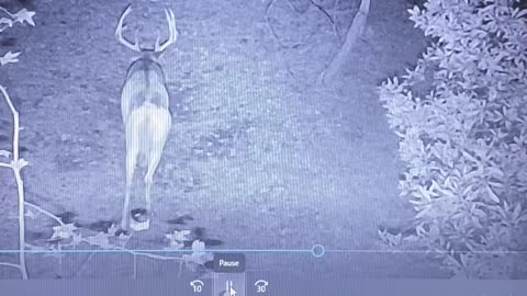 2021-2022 target buck