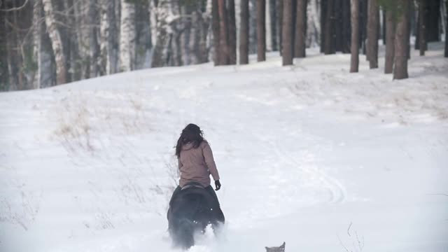 Female rider riding black horse through the snow, dog running nearby