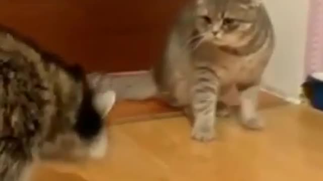 Funny video with a raccoon and a cat