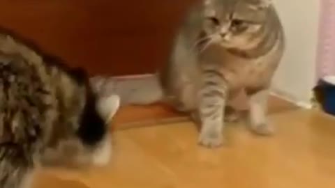 Funny video with a raccoon and a cat